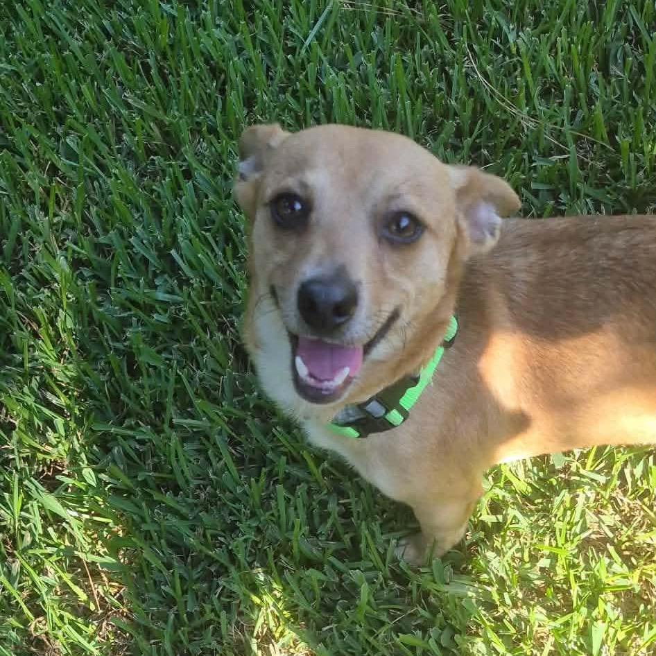 Morgan, a Adoptable mixed breed in Tomah, WI image 1/4