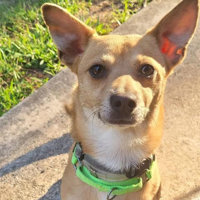 Morgan, a Adoptable mixed breed in Tomah, WI image 3/6