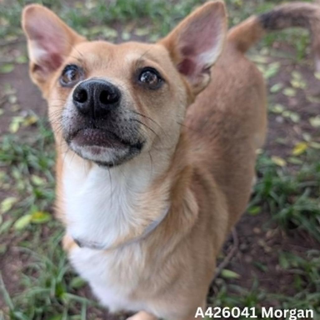 Morgan, a Adoptable mixed breed in Tomah, WI image 2/4