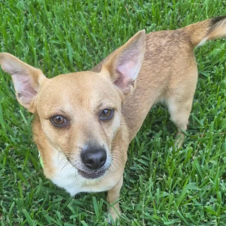 Morgan, a Adoptable mixed breed in Tomah, WI image 3/4
