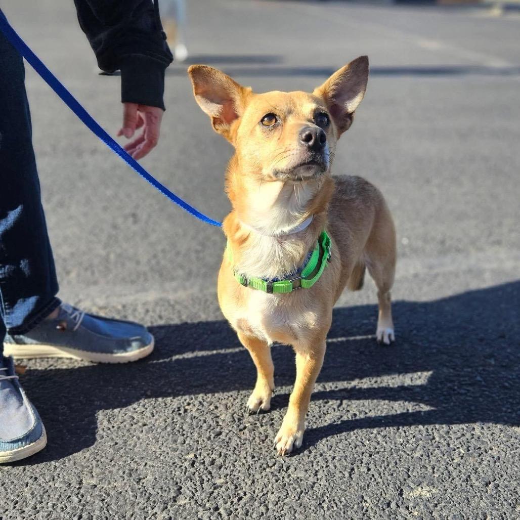 Morgan, a Adoptable mixed breed in Tomah, WI image 4/4