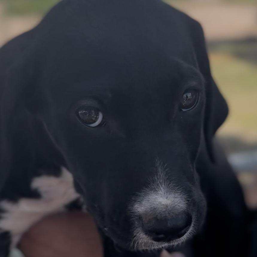 Enlarge Brinley, a Adoptable mixed breed in Midland, TX image 2/4