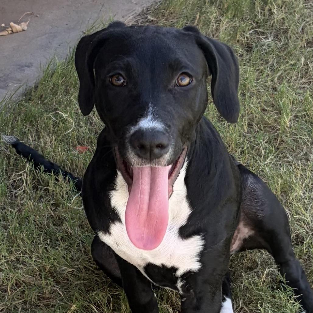 Enlarge Brinley, a Adoptable mixed breed in Midland, TX image 3/4