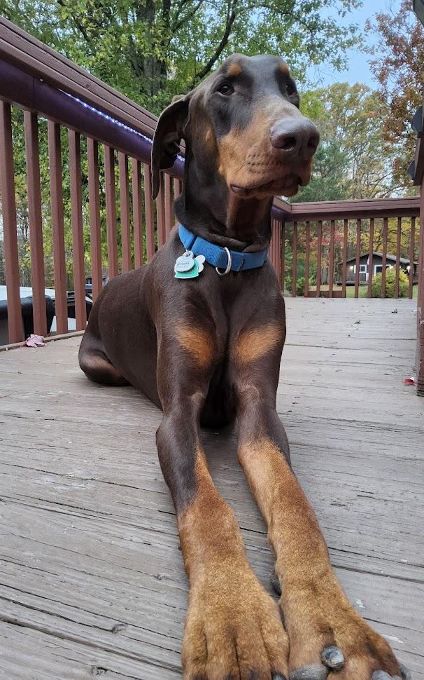 Duke, adopted, Adult Male Doberman Pinscher.