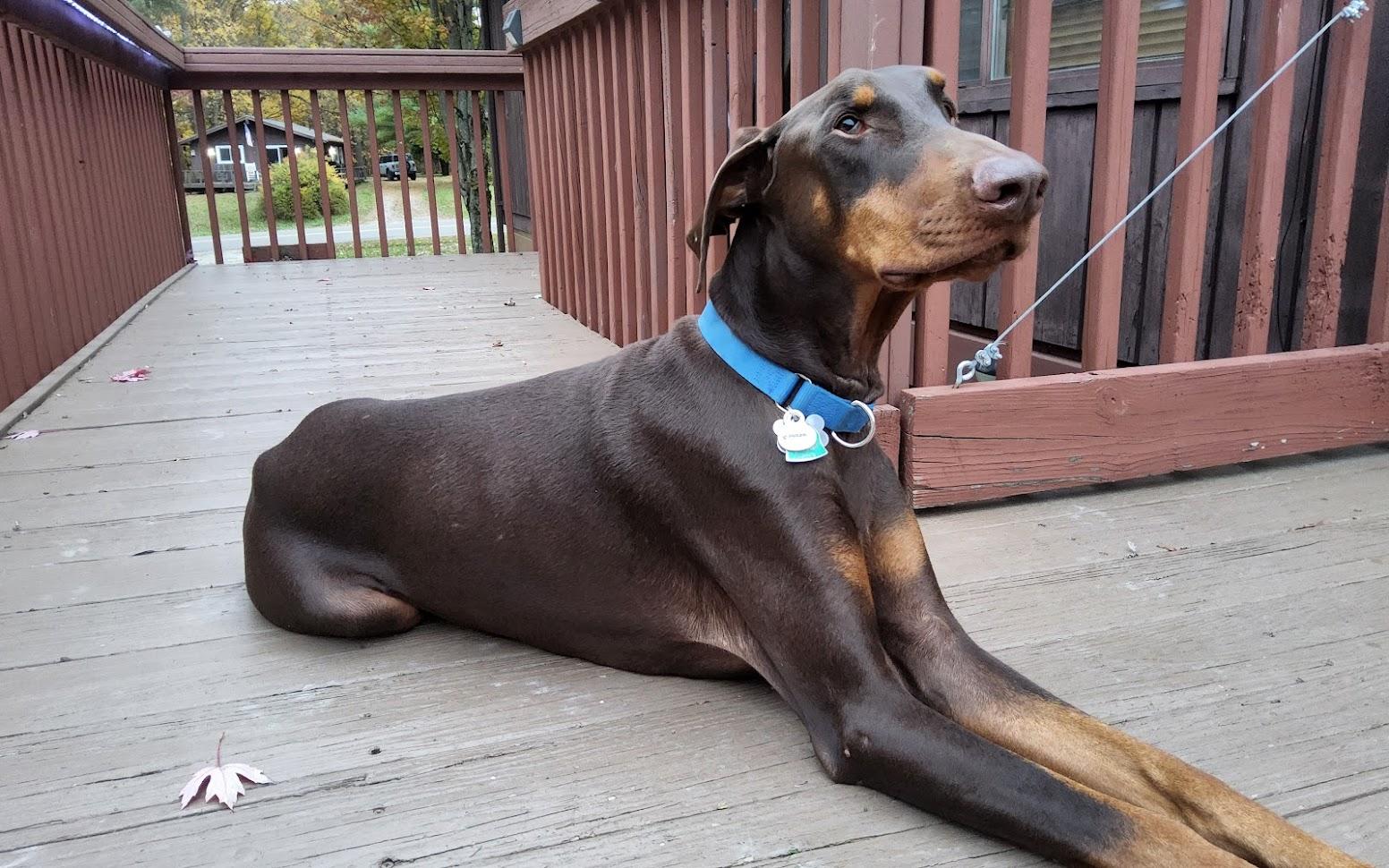 Enlarge Duke, an adopted Doberman Pinscher in Cleveland, OH image 2/3
