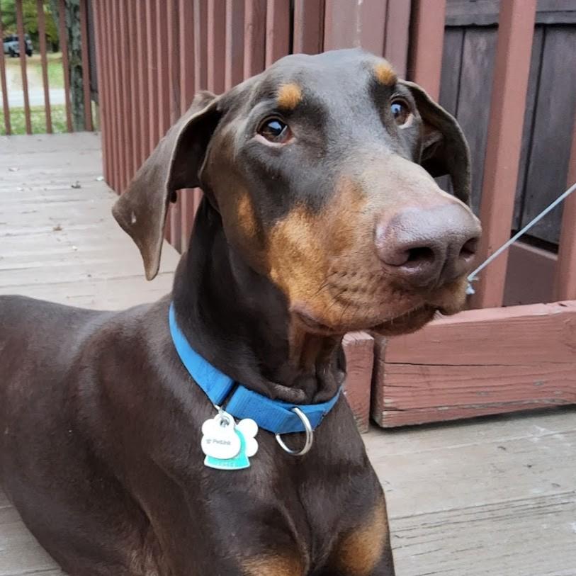 Enlarge Duke, an adopted Doberman Pinscher in Cleveland, OH image 3/3