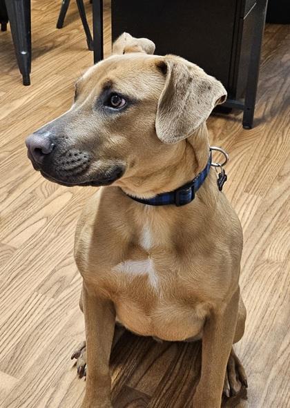 Enlarge Stick, a Adoptable mixed breed in Dahlonega, GA image 1/2