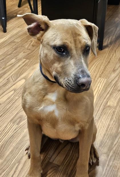 Enlarge Stick, a Adoptable mixed breed in Dahlonega, GA image 2/2