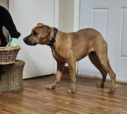 Enlarge Stick, a Adoptable mixed breed in Dahlonega, GA image 3/3