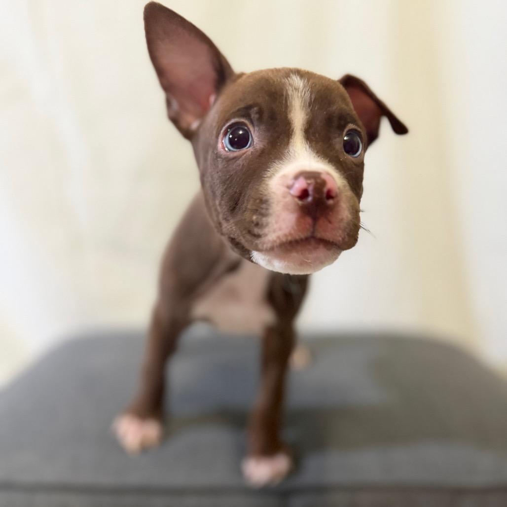 Jermaine Jackson, Adoptable, Puppy Male Husky & Pit Bull Terrier.