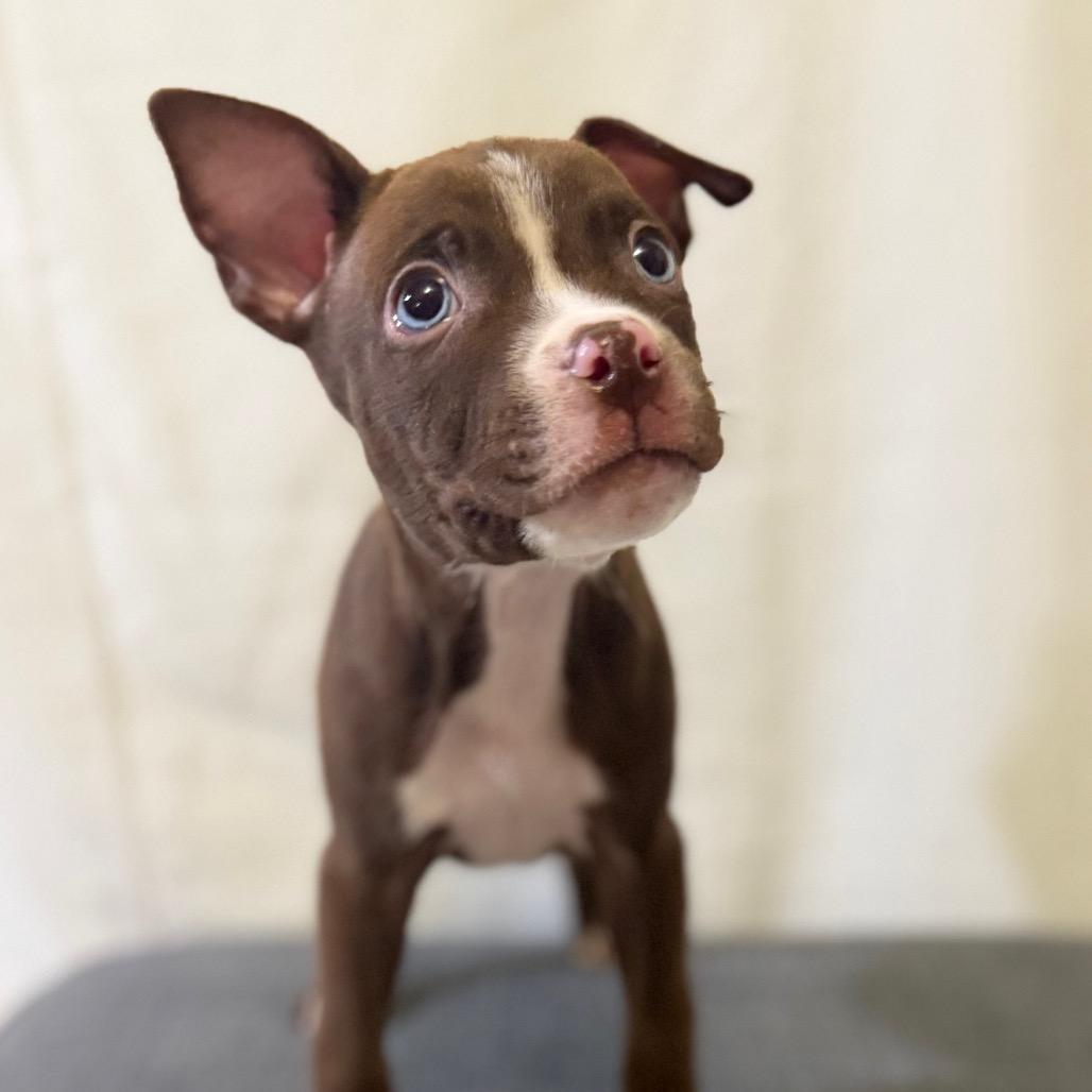 Enlarge Jermaine Jackson, a Adoptable mixed breed in Las Vegas, NV image 2/3