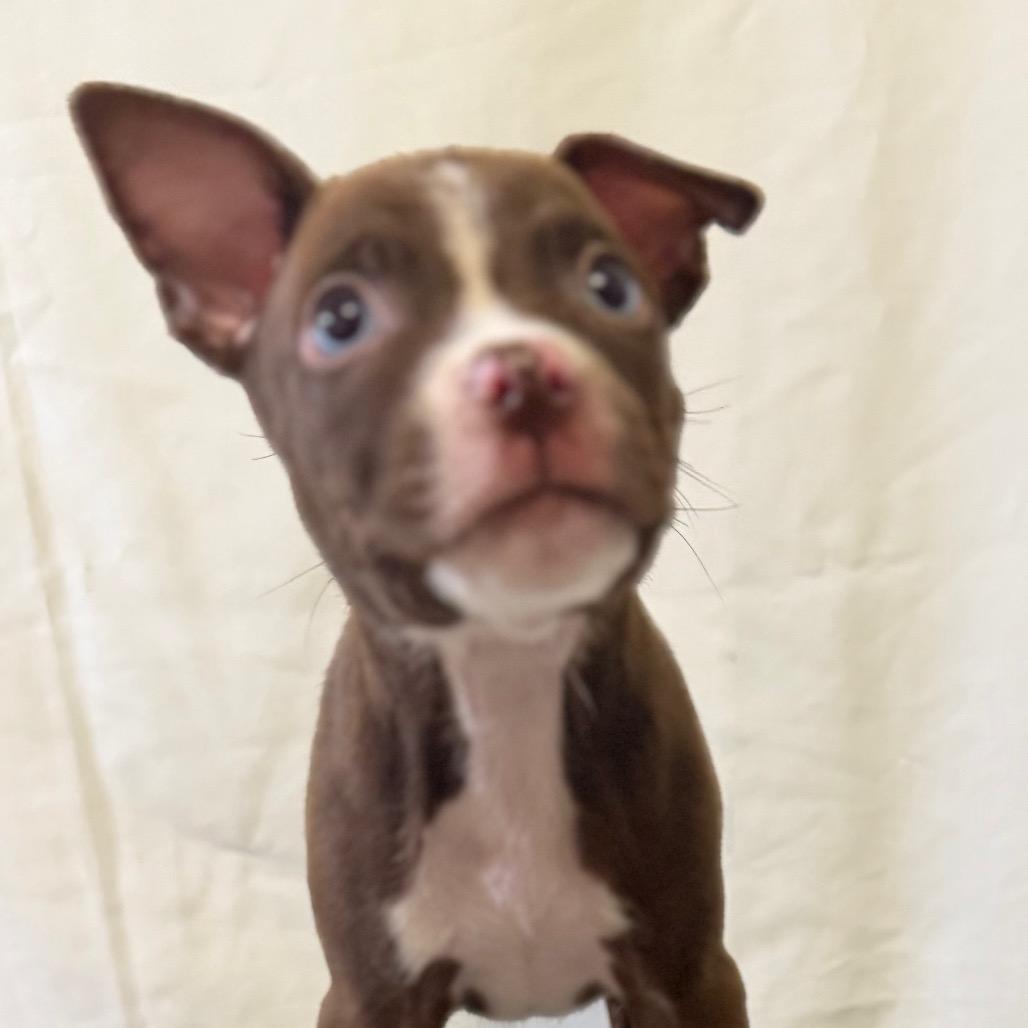 Enlarge Jermaine Jackson, a Adoptable mixed breed in Las Vegas, NV image 3/3