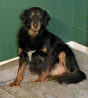 Gordon, a Adopted Gordon Setter in DeKalb, IL image 1/2
