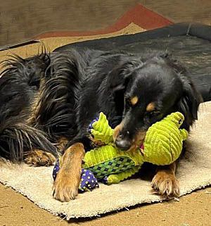 Gordon, a Adopted Gordon Setter in DeKalb, IL image 2/2