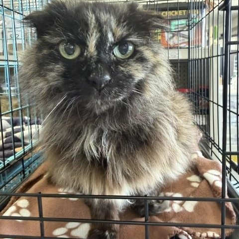 Enlarge Nunami, a ADOPTABLE mixed breed in Eugene, OR image 1/3