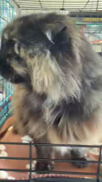 Enlarge Nunami, a ADOPTABLE mixed breed in Eugene, OR video 2/3