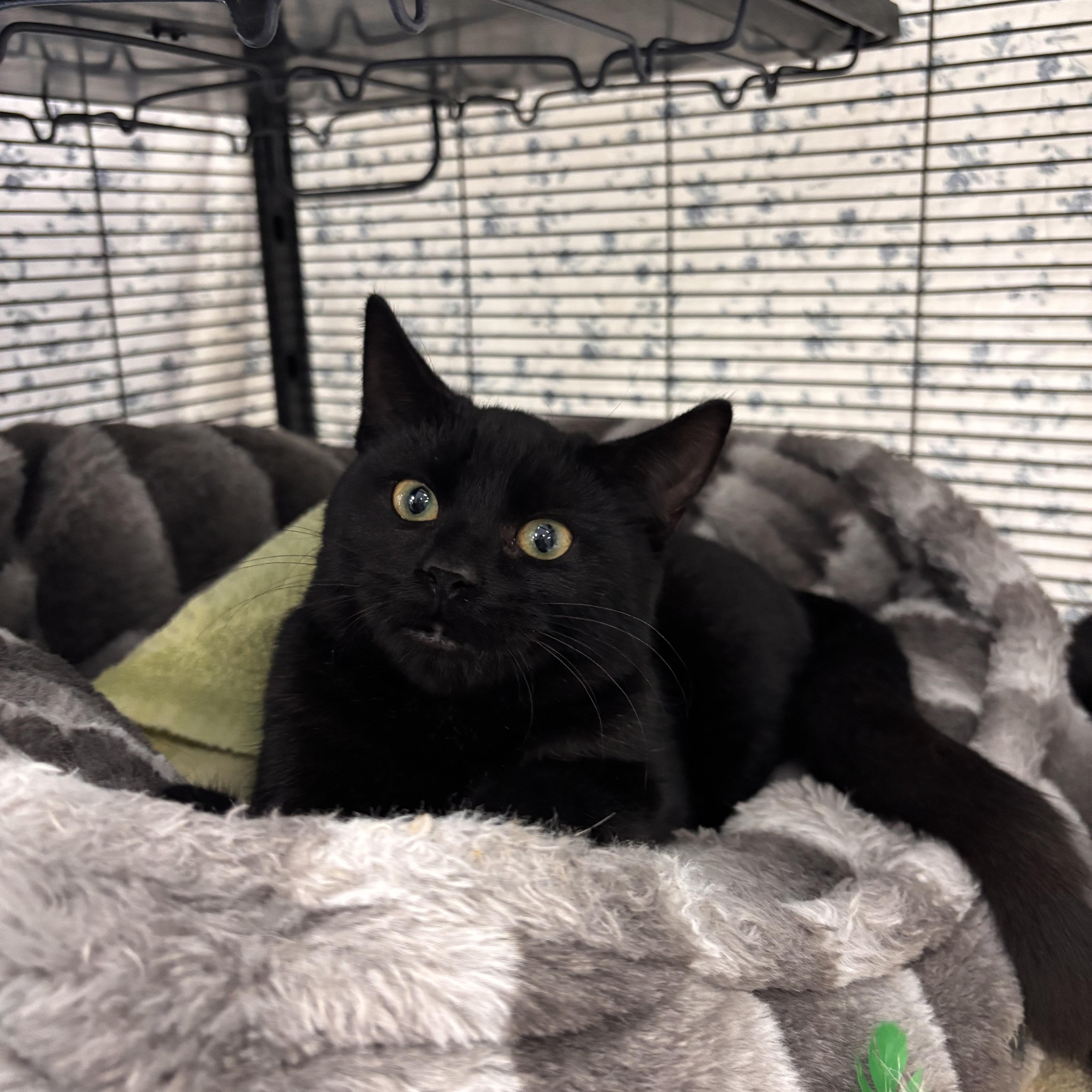 Whoopie Pie (Bonded with Oatmeal Raisin), adoptable, Young Male American Shorthair.