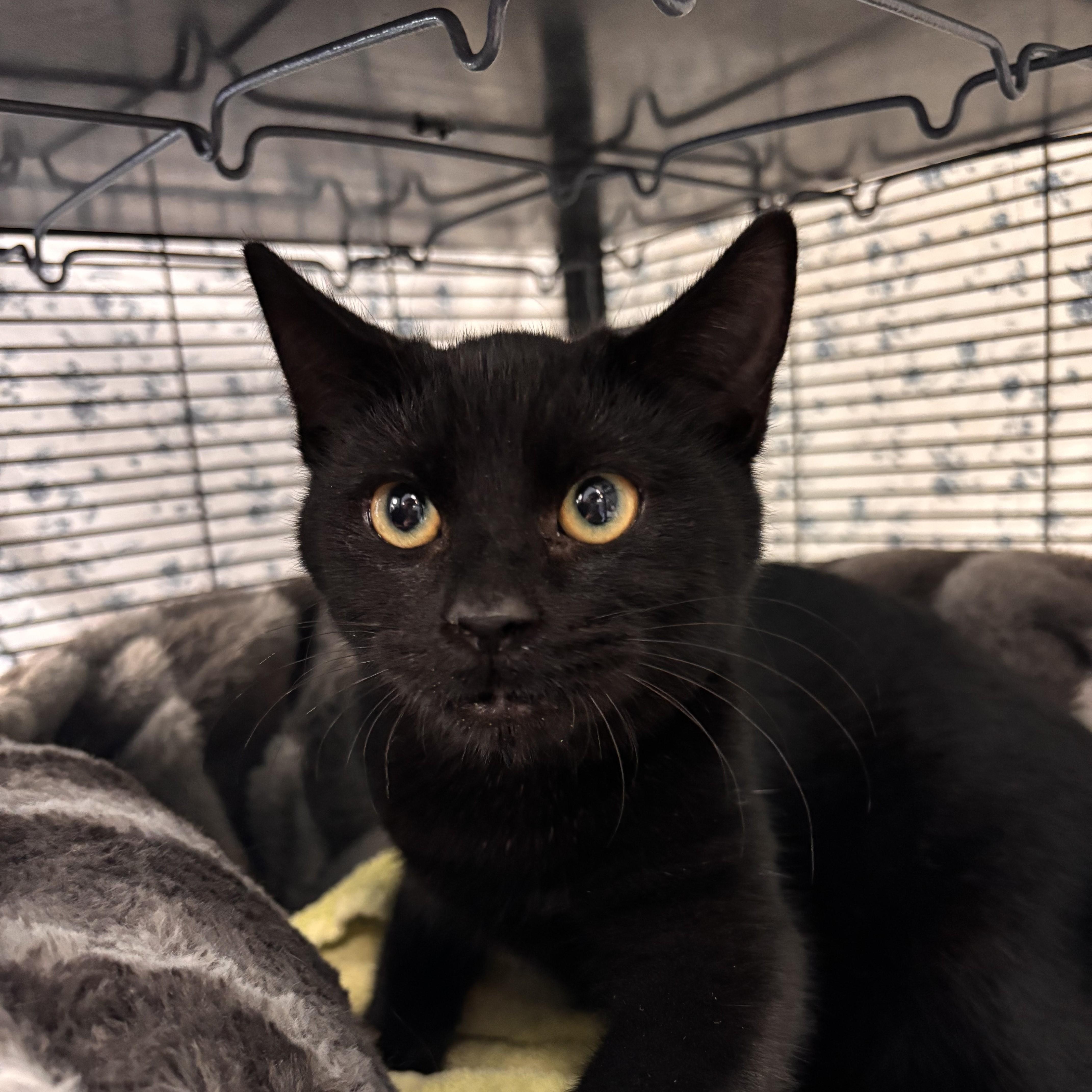 Enlarge Whoopie Pie (bonded w Oatmeal Raisin), an adoptable Domestic Short Hair in Charleston, SC image 2/2