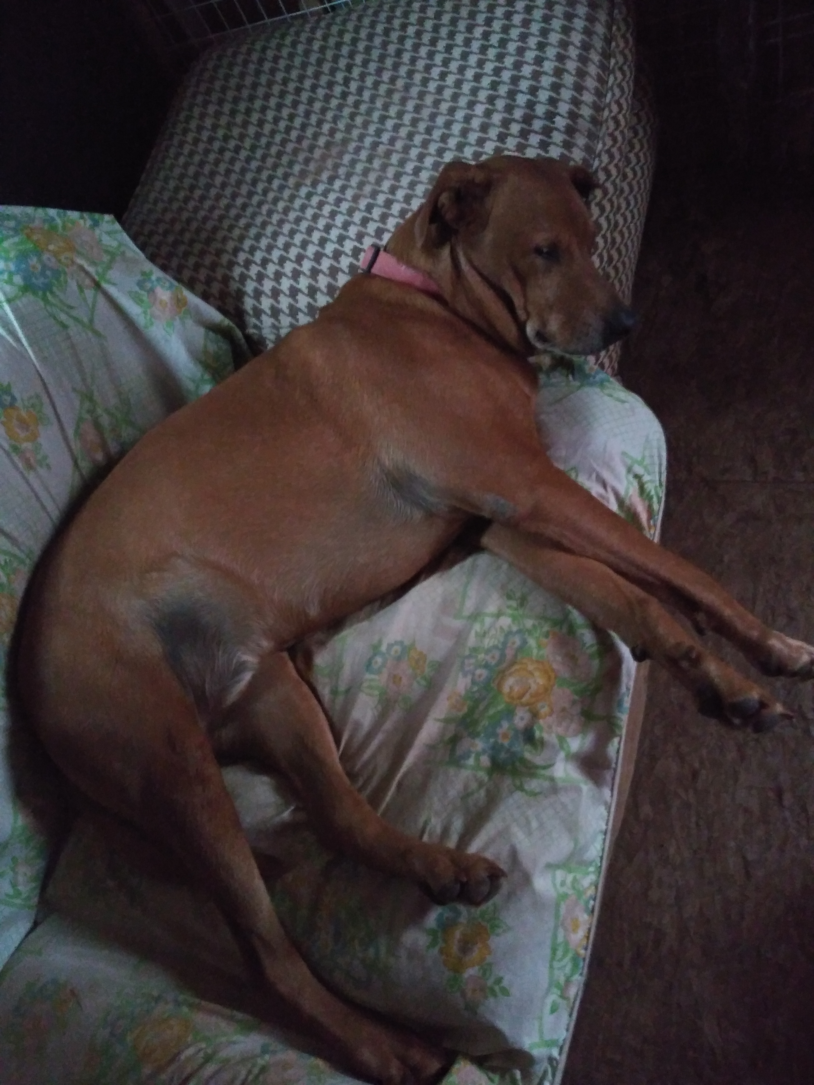 PI, a Adoptable mixed breed in Anton, TX image 1/5