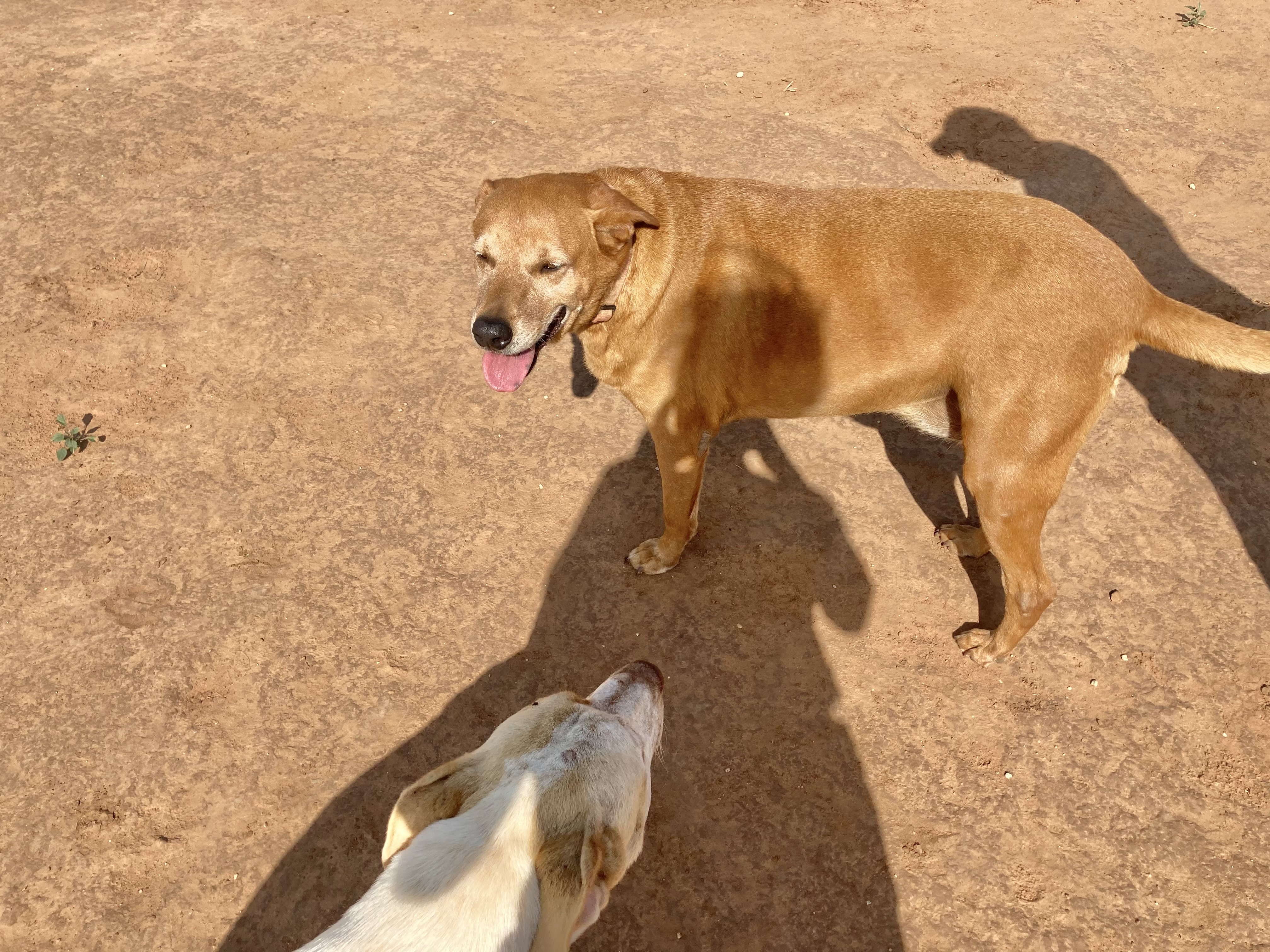 PI, a Adoptable mixed breed in Anton, TX image 2/5