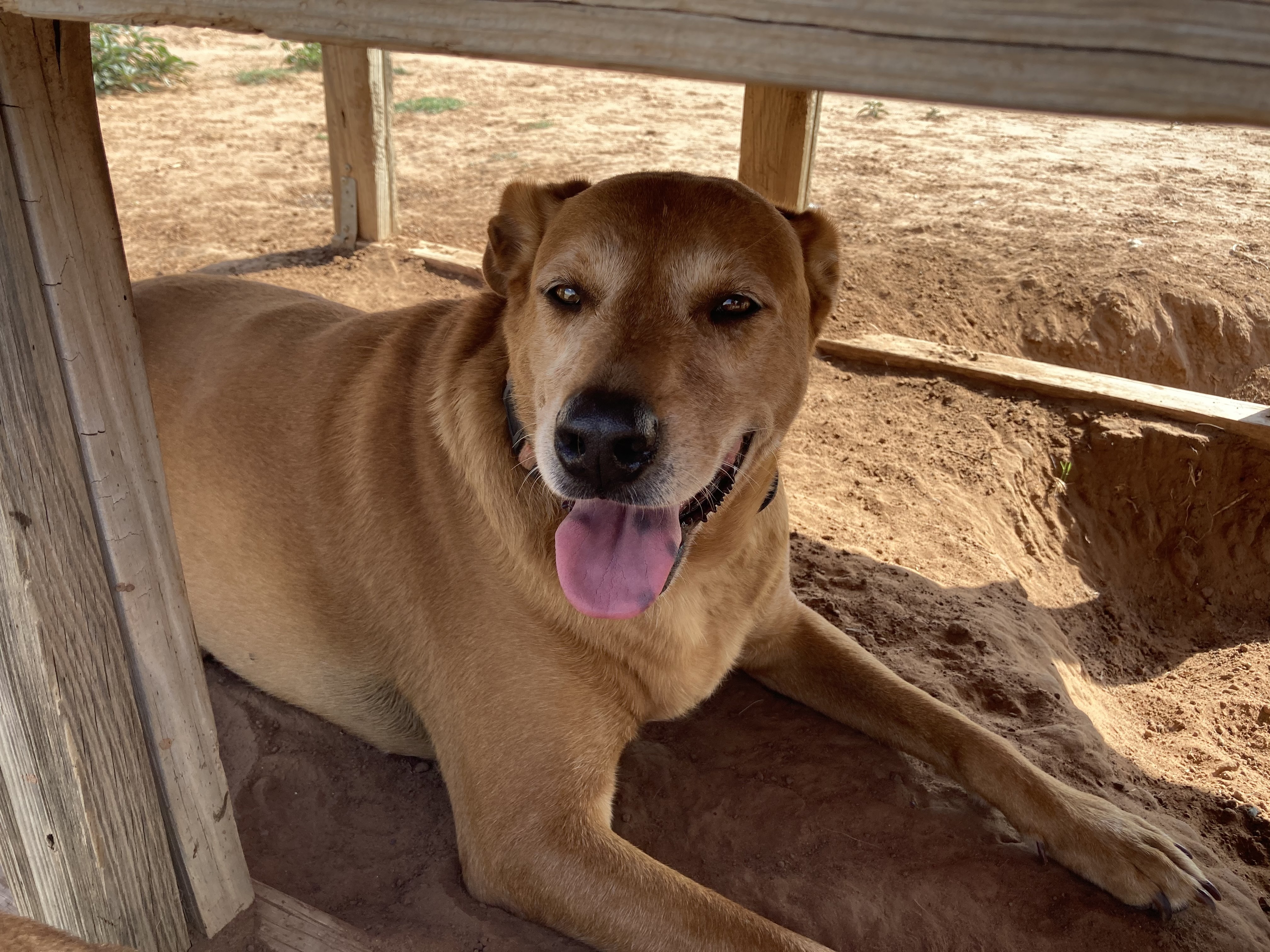 PI, a Adoptable mixed breed in Anton, TX image 3/5
