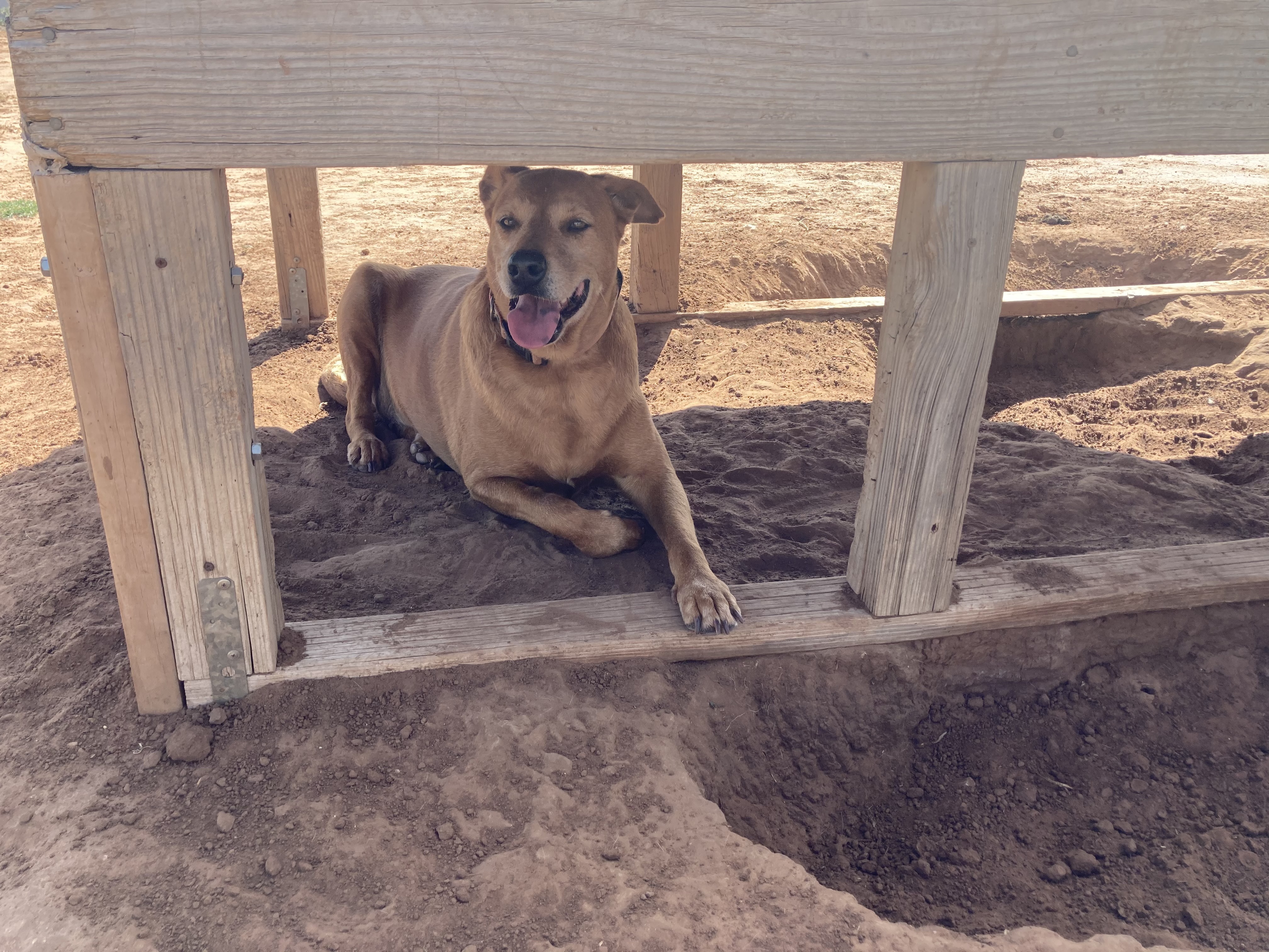PI, a Adoptable mixed breed in Anton, TX image 4/5