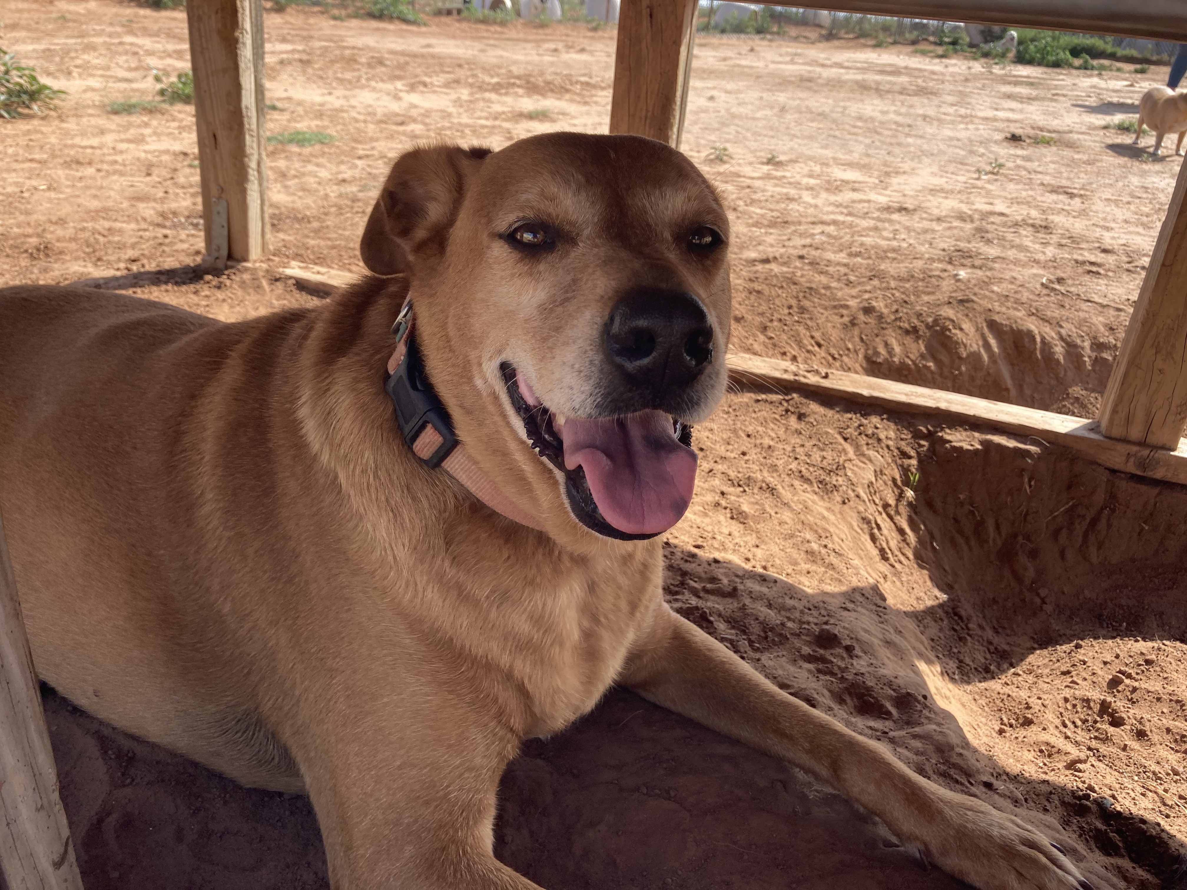 PI, a Adoptable mixed breed in Anton, TX image 5/5