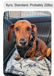 Buddy - Menifee, Adoptable, Adult Male Dachshund.