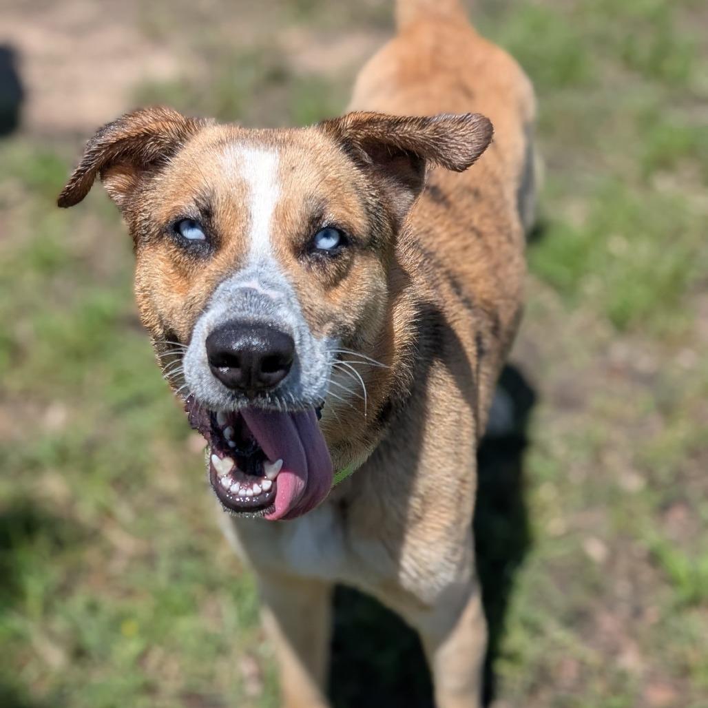Corporal, Adoptable, Adult Male Shepherd & Mixed Breed.