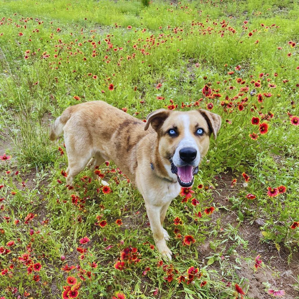 Enlarge Corporal, a Adoptable mixed breed in Buchanan Dam, TX image 2/6