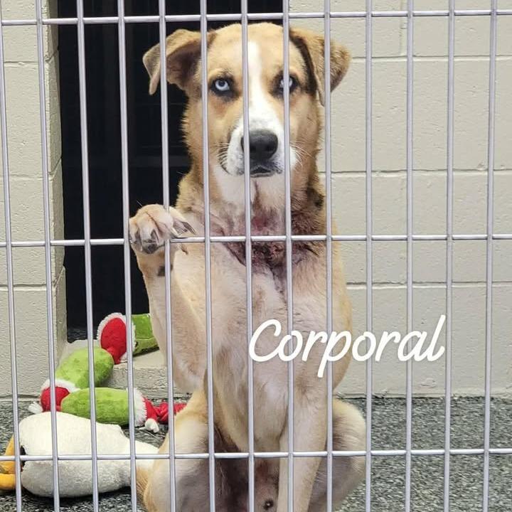 Enlarge Corporal, a Adoptable mixed breed in Buchanan Dam, TX image 4/6