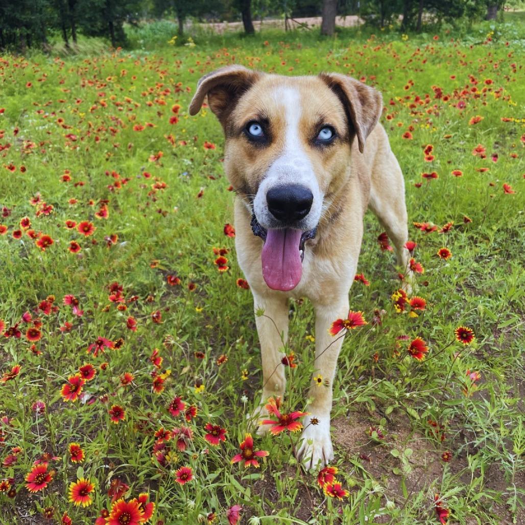 Enlarge Corporal, a Adoptable mixed breed in Buchanan Dam, TX image 5/6