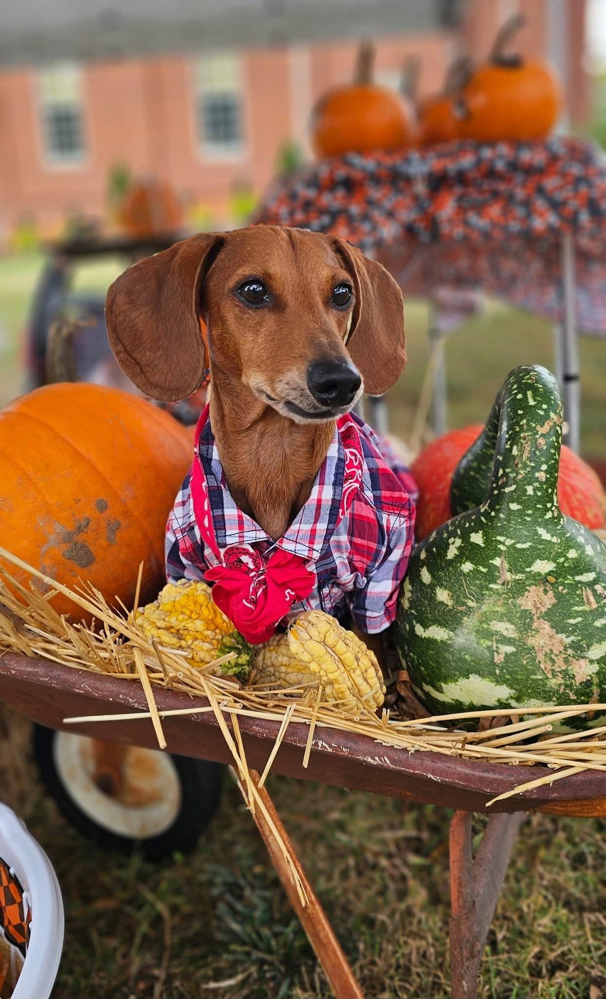 Prinz, Adopted, Adult Male Dachshund.
