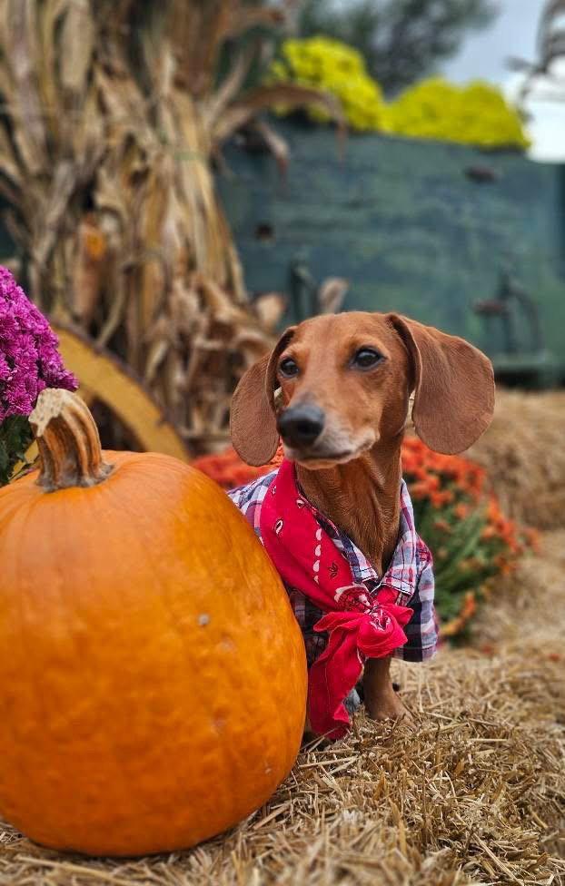 Enlarge Prinz, a Adopted Dachshund in West Columbia, SC image 3/3