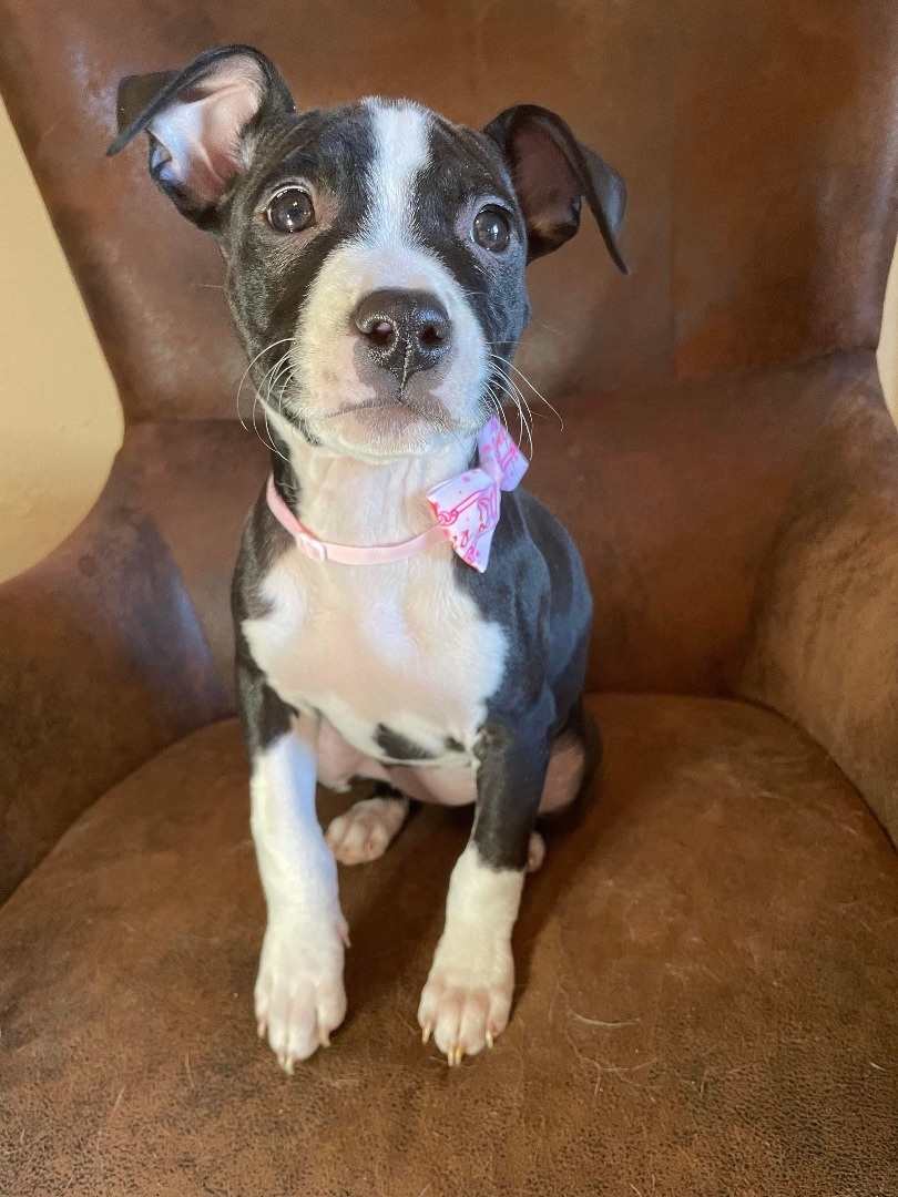 Charlie, a Adopted Pit Bull Terrier in Colleyville, TX image 1/3