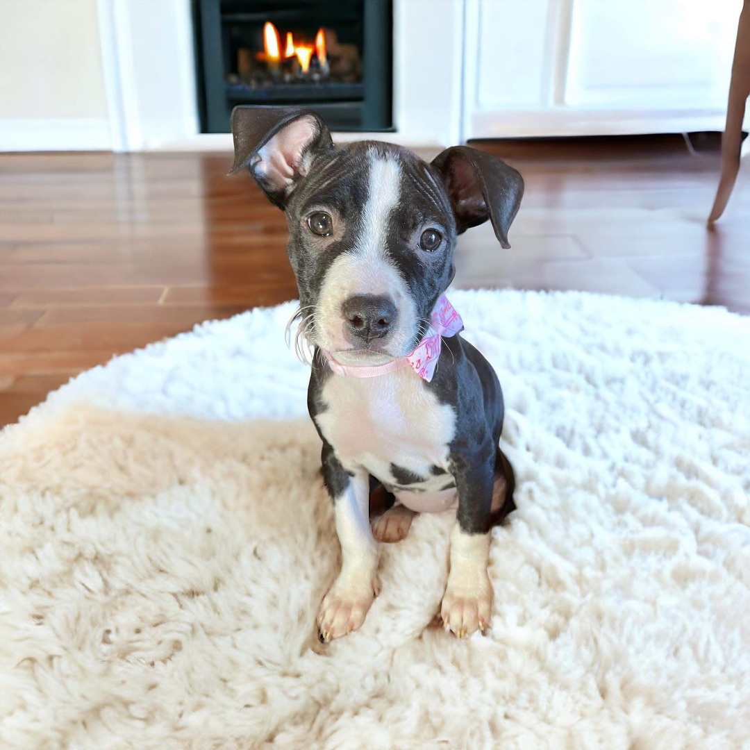 Charlie, a Adopted Pit Bull Terrier in Colleyville, TX image 2/3