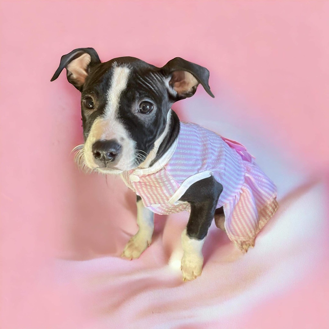 Charlie, a Adopted Pit Bull Terrier in Colleyville, TX image 3/3