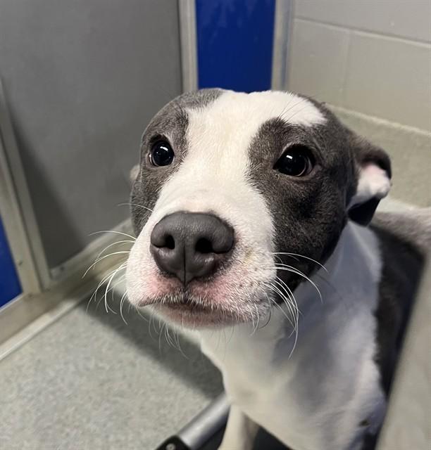 VINCENT VAN GO, Adoptable, Young Male Pit Bull Terrier & Mixed Breed.