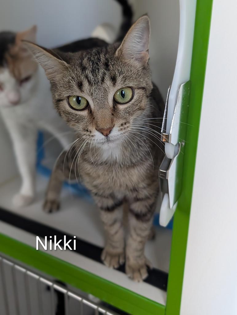 Nikki, Adoptable, Young Female Domestic Short Hair.