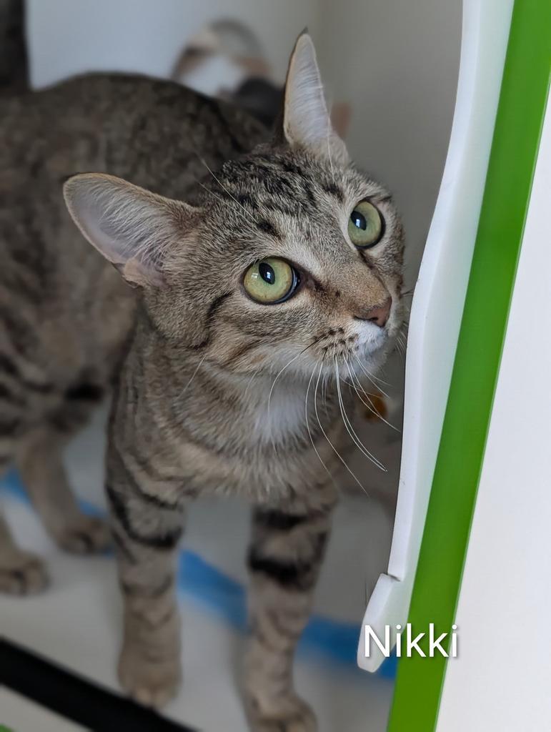 Enlarge Nikki, a Adoptable mixed breed in Greenfield, IN image 2/4