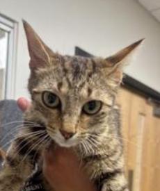 Nikki, Adoptable, Young Female Domestic Short Hair.