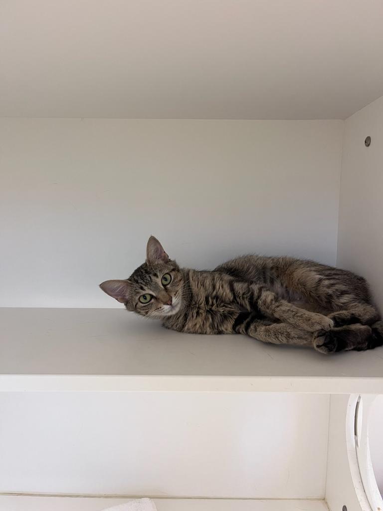 Enlarge Nikki, a Adoptable mixed breed in Greenfield, IN image 2/2