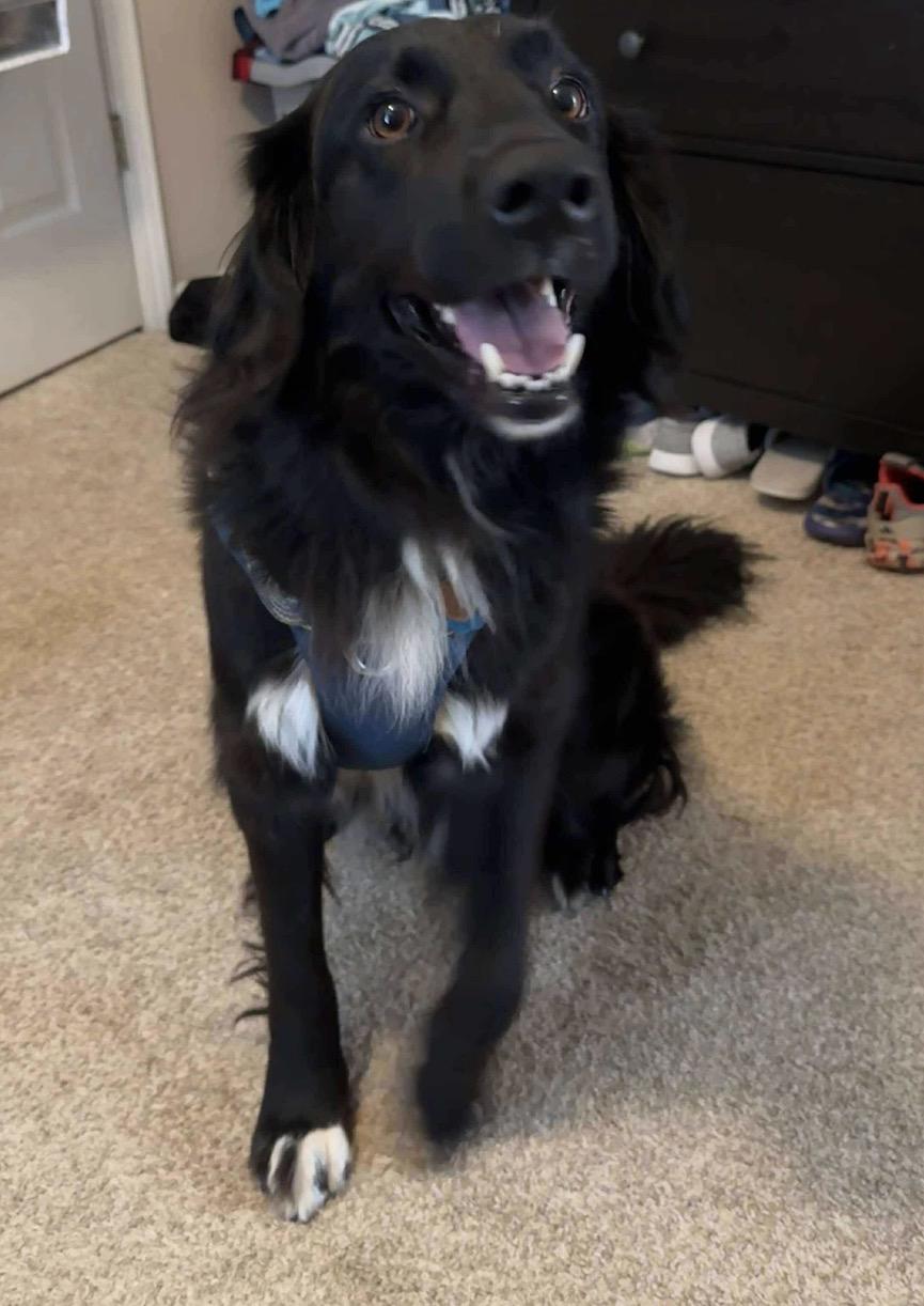 Zoey, ADOPTABLE, Adult Female Retriever & Labrador Retriever.