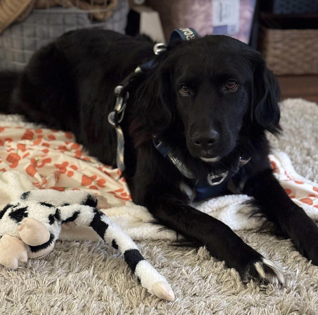 Zoey, a ADOPTABLE mixed breed in Horse Shoe, NC image 2/3