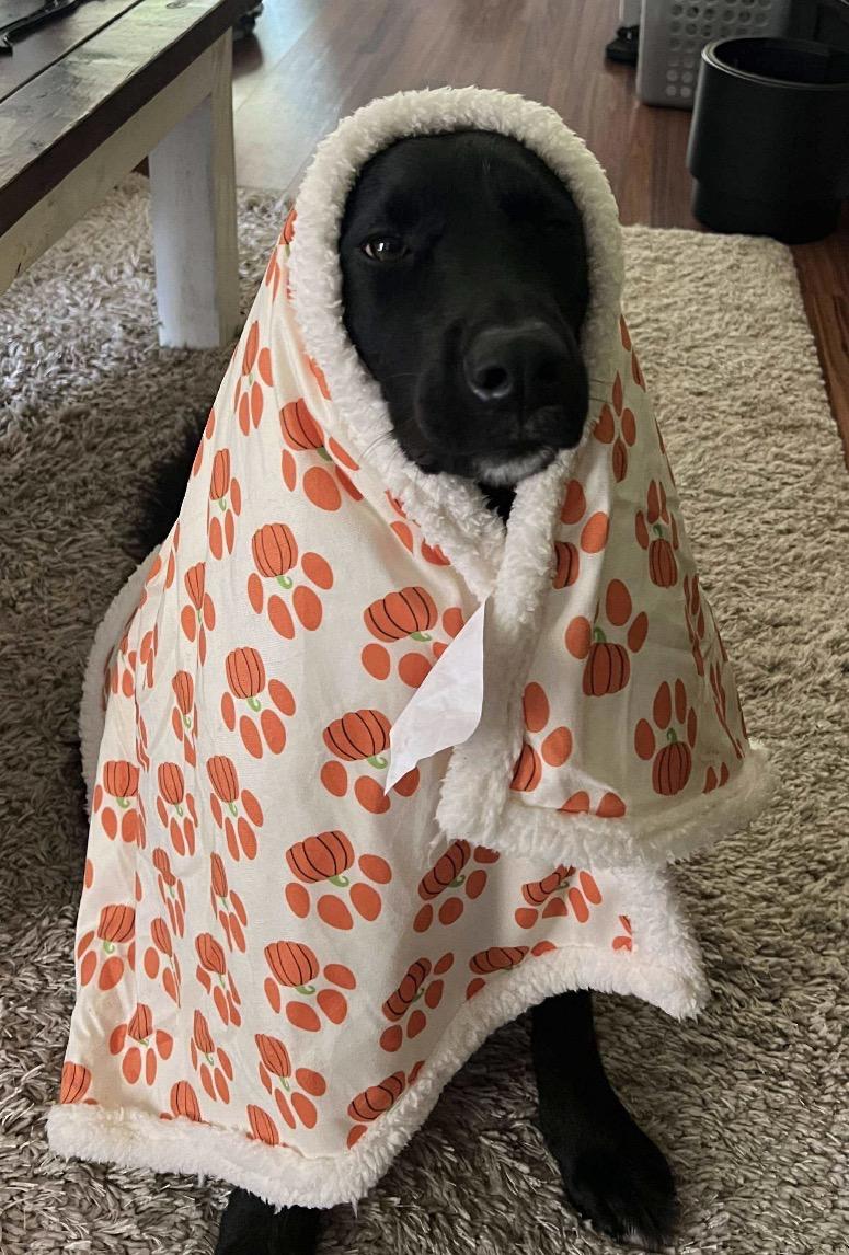 Zoey, a ADOPTABLE mixed breed in Horse Shoe, NC image 3/3