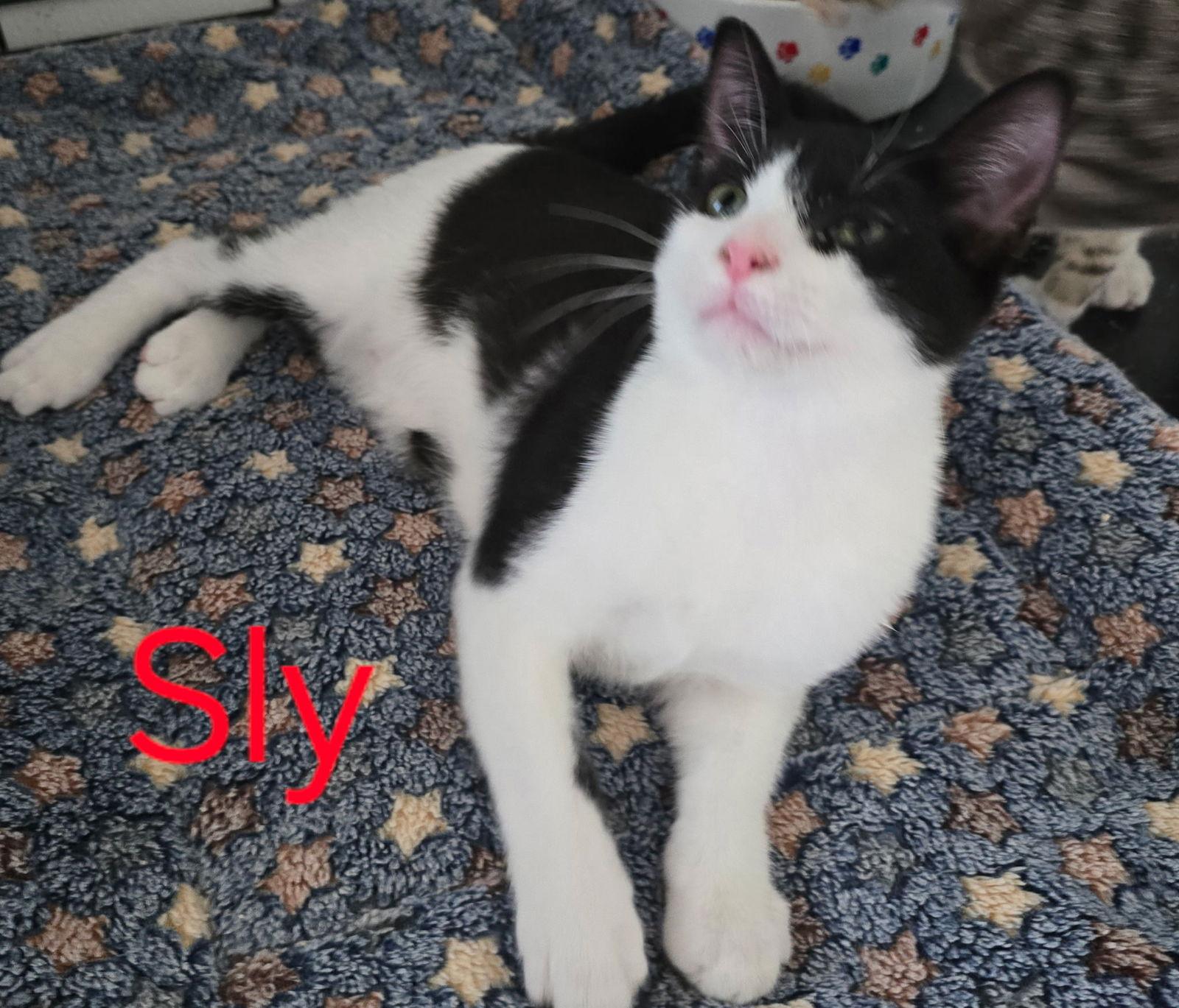 Enlarge Sly, a Adopted Domestic Short Hair in Land O Lakes, FL image 1/1