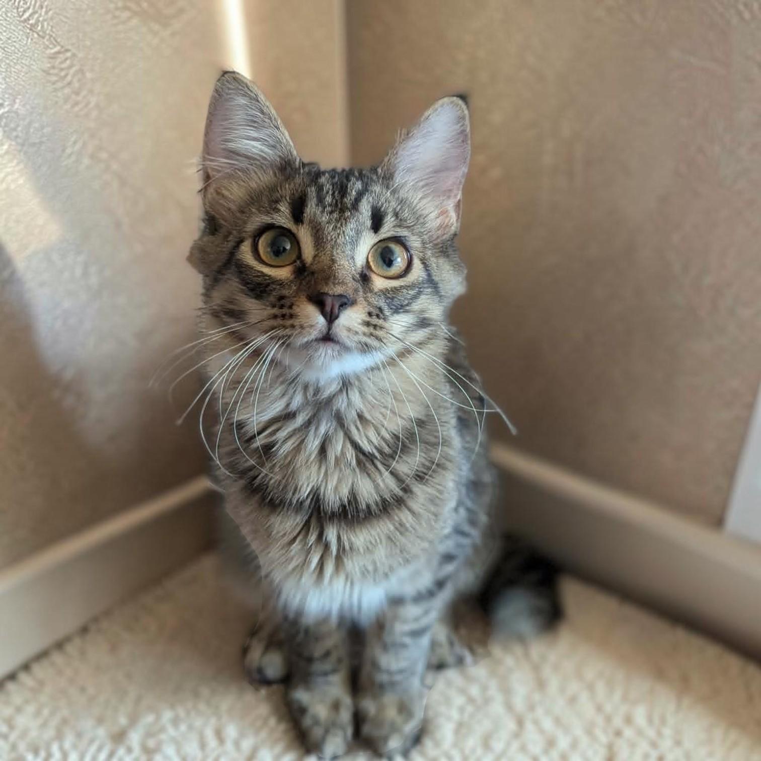 Chive, Adopted, Kitten Male Domestic Medium Hair.