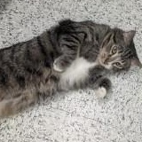 Enlarge Cuddle Bug, a ADOPTABLE Domestic Short Hair in Annapolis, MD image 2/2