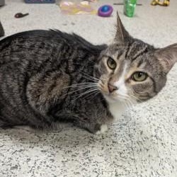 Enlarge Cuddle Bug, a ADOPTABLE Domestic Short Hair in Annapolis, MD image 1/2