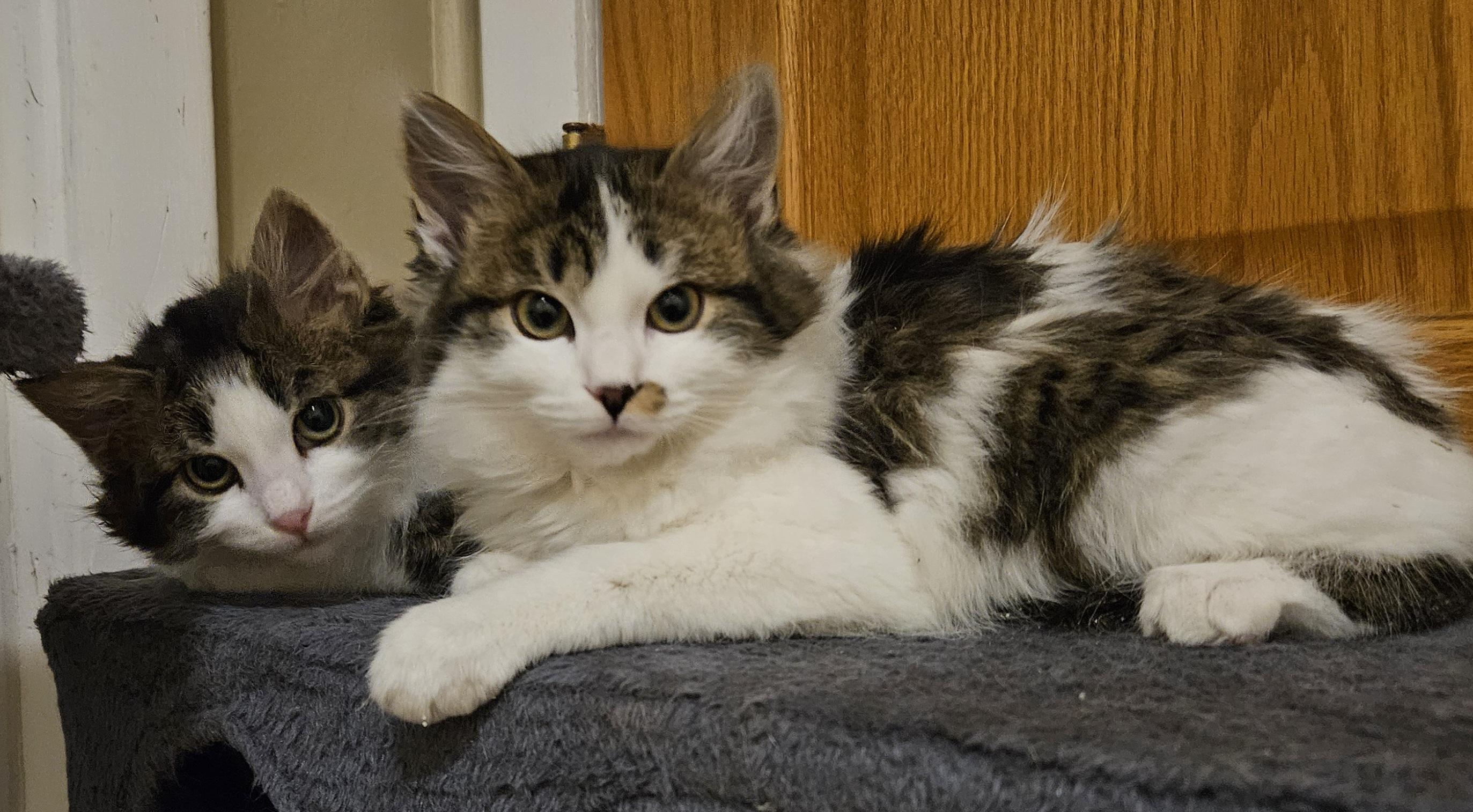 Polly & Pippen, an adopted Domestic Long Hair in Milwaukee, WI image 2/4